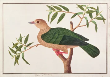 Pombo Imperial Verde, de Desenhos de Pássaros de Malaca, c.1805-18 (wc no papel)